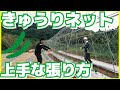 【夏野菜編#3】きゅうりネットの上手な張り方
