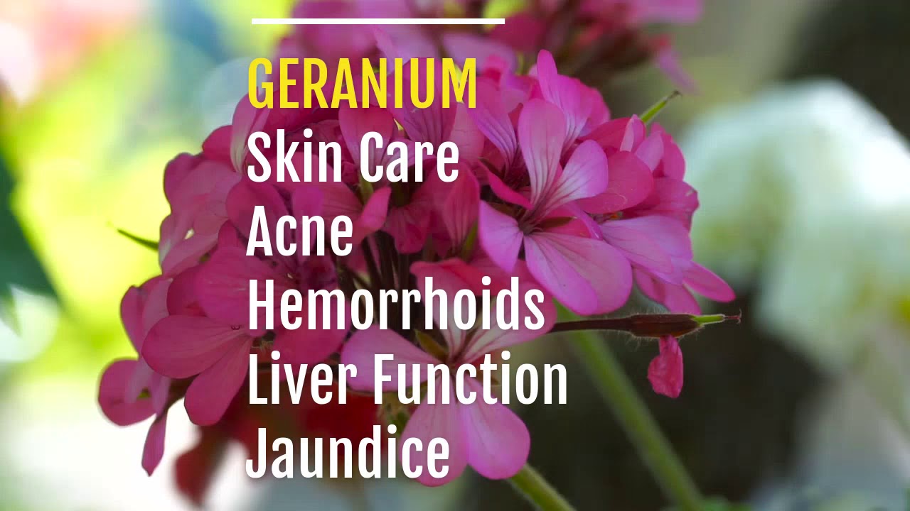 Benefits of Geranium YouTube