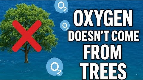 The Ocean Makes Your Oxygen, Not the Trees 🌊💨
