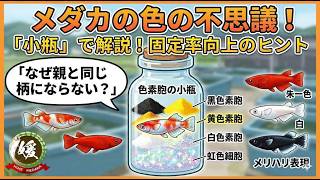 メダカの色と小瓶の話【媛めだか/後成遺伝学】