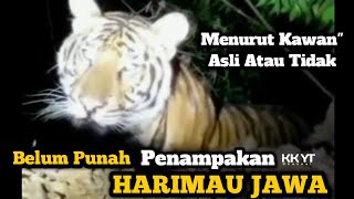 Harimau Jawa Masih Ada ⁉️ Ini Dia Video Penampakan Asli Atau Bukan Menurut Kawan'