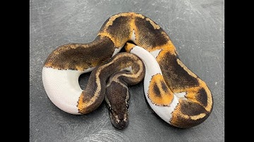 Back in Black- Some of my favorite Dark Morph Ball Python combos from 2021!