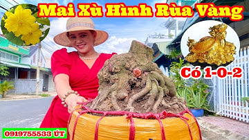 Mai xù hình Con Rùa Vàng và 8 cây mai quái co lắc nghệ thuật siêu đẹp giá rẻ sinh viên | 13/06/2023