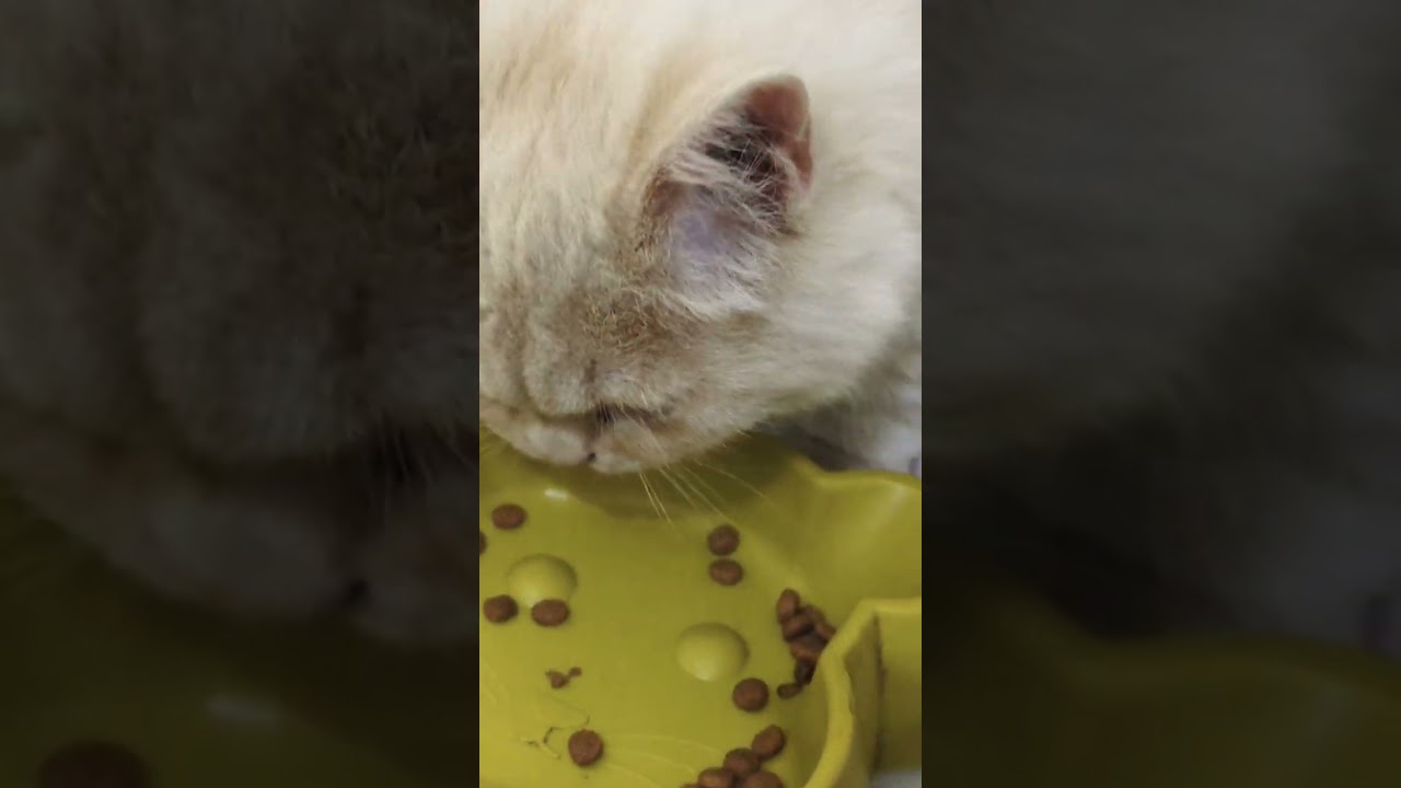 Melted by This Kitten’s Eating! 🍼😻