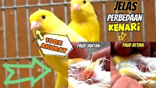 Cara Membedakan KENARI PAUD JANTAN Dan BETINA || Paling Akurat ‼️