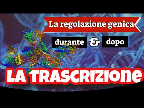 La regolazione genica durante e dopo la trascrizione 🧬