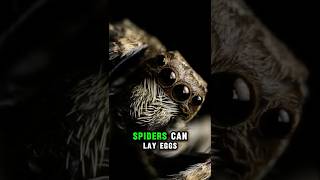 Can spiders really lay eggs under your skin? Truth or Trash Episode 119 #biology