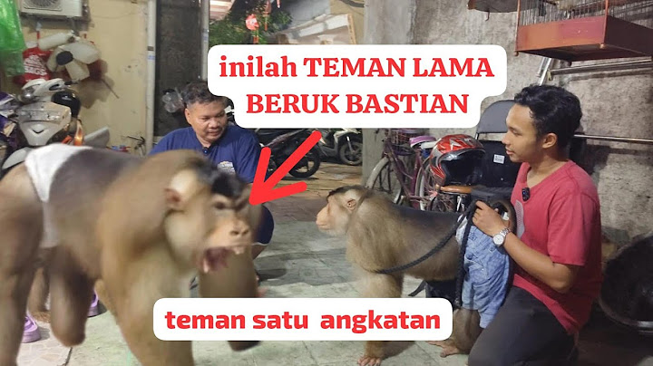 pertemukan Beruk Bastian dengan teman lamanya dari Sumatera di Jakarta!!!