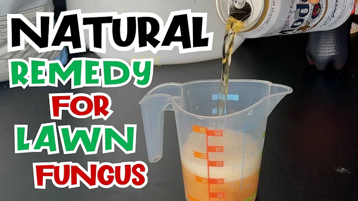 Homemade NATURAL Fungicide To Control Fungus