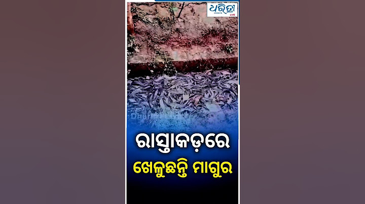 ଗଦା ହୋଇଛି କ୍ୱିଣ୍ଟାଲ କ୍ୱିଣ୍ଟାଲ ମାଛ | Fish | Baliapal | Dharitri Odia News