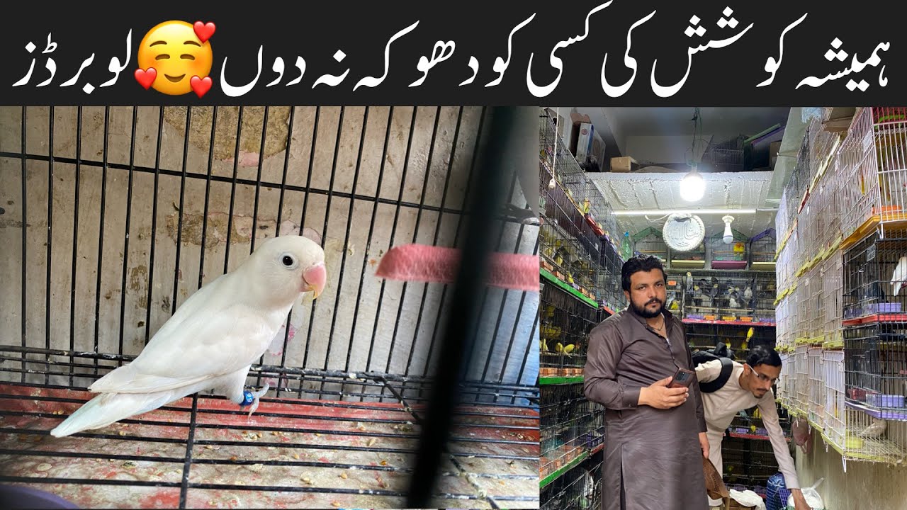 Rawalpindi Birds Market leatest Ubdate love birds prices🥰 YouTube