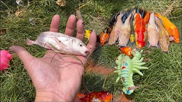 Động vật dễ thương, cá chép koi , cá mun đỏ , cá tầm , cá koi , cá beta , cua bự, cá trắm , cá dĩa