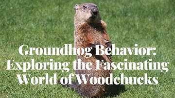 Groundhog Behavior Exploring the Fascinating World of Woodchucks