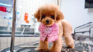 4MonthOld tiny toy poodle puppy's first grooming experience