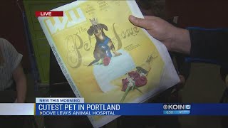 Cutest pet in Portland