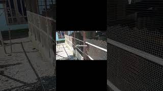 Ayam pakchoi #shortvideo #ayam #pakchoi #subscribe