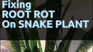 How to fix ROOT ROT on SNAKE PLANT