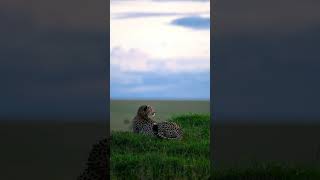 Cheetah at dusk, Masai Mara, Kenya