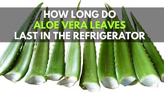 How Long Do Aloe vera Leaves Last in the Refrigerator screenshot 5