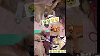 miss u leo 🥺 #shortsfeed  #shorts #ytshorts #sadpictures #youtubeshorts #dog