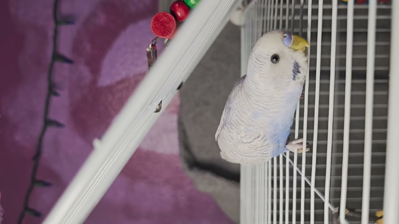 In the budgie cage .1