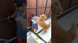 pililiu plays with the dog 🐶#humour #funil #funnyhumor #fypシ #funny #comedy #usa #fypシ゚viral #fy