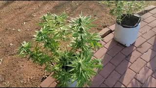 Blueberry Auto from Cannasseur doing great.