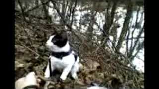 House cat outdoors for the second time/домашняя кошка гуляет на улице во второй раз. House cat outdoors for the second time/домашняя кошка гуляет на улице во второй раз.