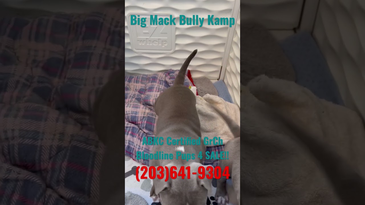 ABKC CERTIFIED GrCh Bloodline PUPS 4 SALE! 2X GrCh DAX 2X GrCh 8-BALL 2X GrCh CASABLANCA 3X LOUIS V