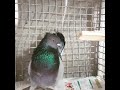 Iranian Pigeons سبز کاکلی چشم زرد 