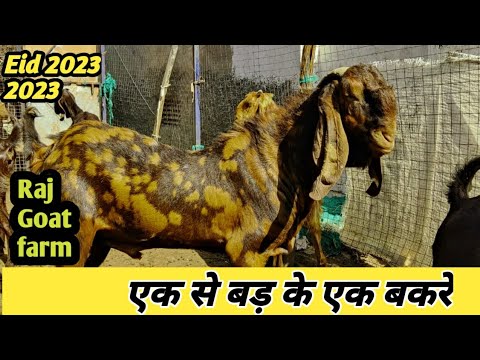 20 नग अंडू बकरे || वजन 70 से 90 kg || Raj Goat farm, pushkar - YouTube