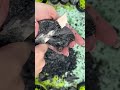 خورد کردن صابون Relax Soap Asmr Oddlysatisfying Satisfyingvideo تراپی آرامش درونی آرامش محض خورد کردن صابون Relax Soap Asmr Oddlysatisfying Satisfyingvideo تراپی آرامش درونی آرامش محض