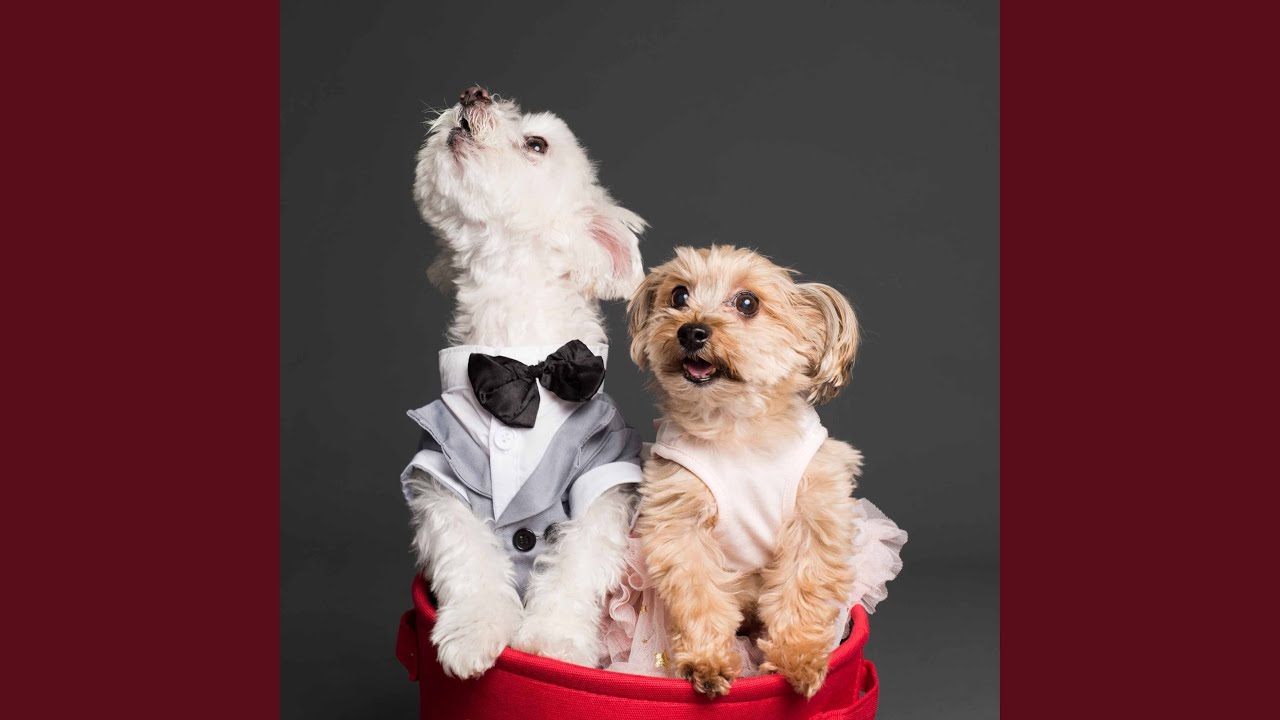 Background for Doggy Dinnertime