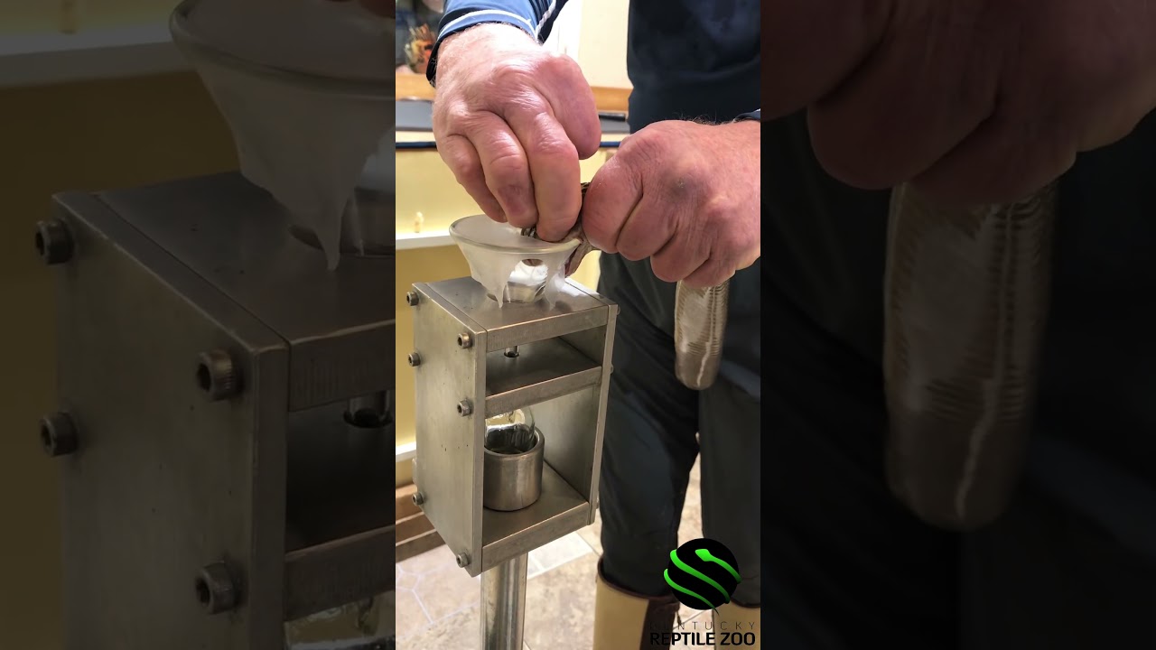 Philippine cobra venom extraction