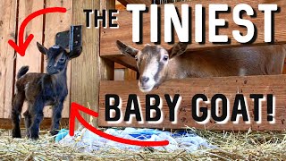 The Smallest Baby Goat Born on Our Farm! 🐐 The Last Baby Goat of 2021 Kidding Season!