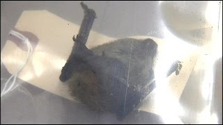 Rabid bats