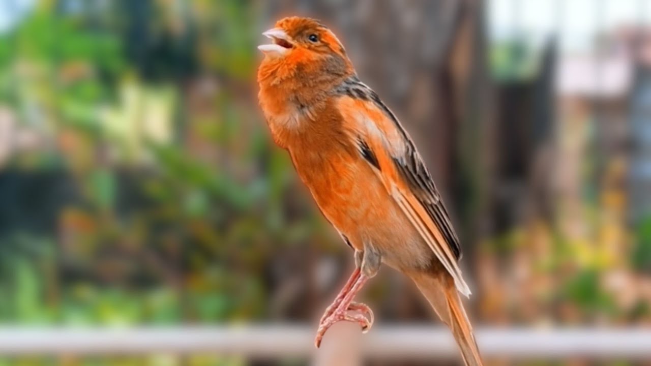 Canção de Canário Belga para Treinar Canários Jovens e Silenciosos a Cantar Diretamente 064