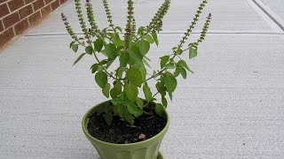Why Do Indians Worship The Tulsi Plant - Holy Basil Plant - Amazing Benefit Of Tulsi Plant