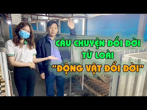 Video Khởi Nghiệp Khôn Ngoan Với Con Cầy Hương | Tỷ phú nuôi... - youtube