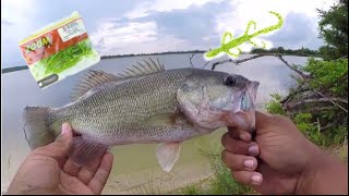 Fishing With The Zoom Chartreuse Lizard!!