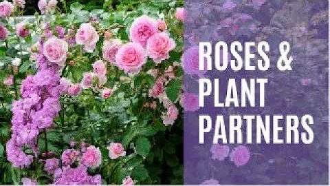 Roses and plant partners - DayDayNews
