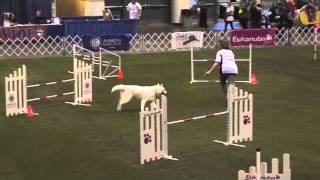 2012 AKC Invitational Thor - Siberian Husky