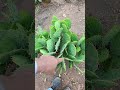 olha essa riqueza pessoal #agriculture #agro