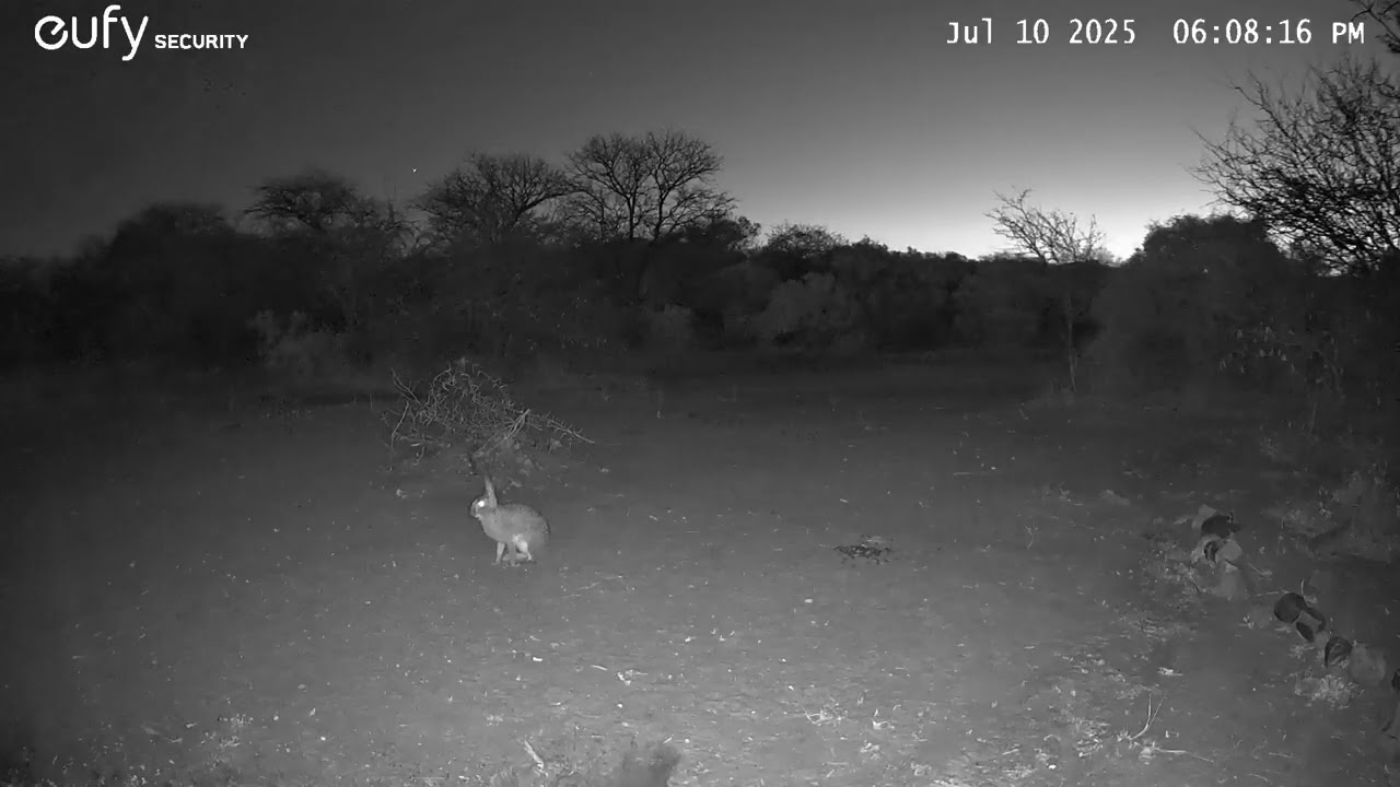 10 July 2025 scrub hare
