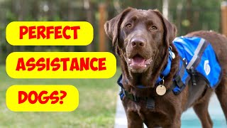 Why Labrador Retrievers Make the Best Assistance Dogs by Dogs Wiz 459 views 2 weeks ago 4 minutes, 30 seconds