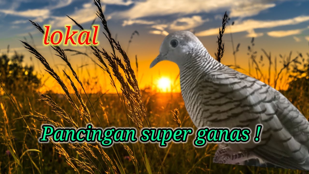🔴 panggilan super beringas full nembak #perkututgacor 