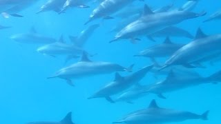 Spinner dolphins group at Satayah, Wadi Lahami, Red Sea by Khaled said