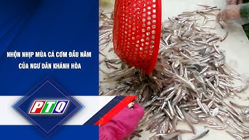 NHỘN NHỊP MÙA CÁ CƠM ĐẦU NĂM CỦA NGƯ DÂN KHÁNH HÒA | PTQ