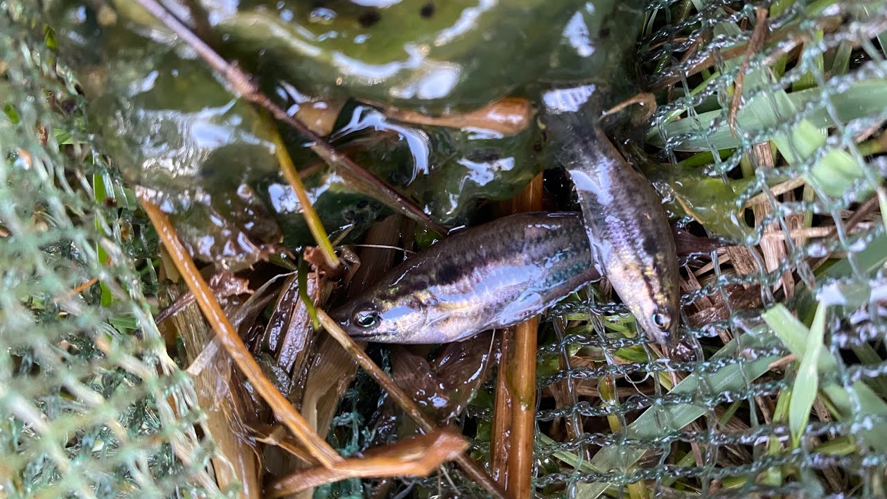 Amazing 🐟🌿 observe aquatic insect in rural frog, fish, shrimp. 