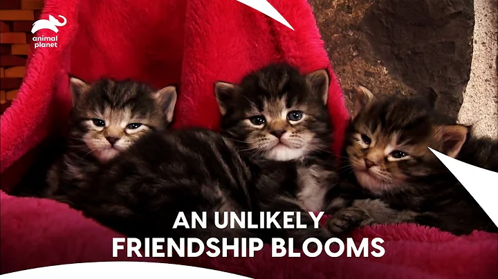 Watch the video about Six Siberian Kittens, One Tiny Horse